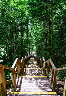 MacRitchie Reservoir